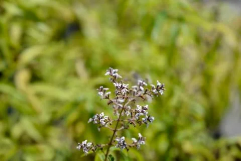 Lemon verbena Stock Photos