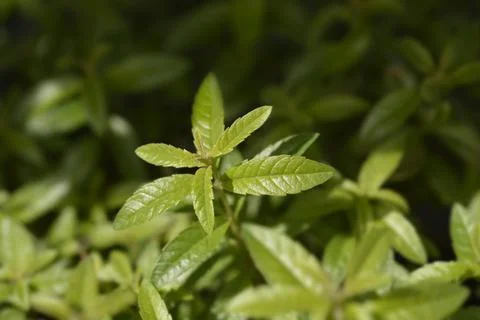 Lemon verbena Stock Photos