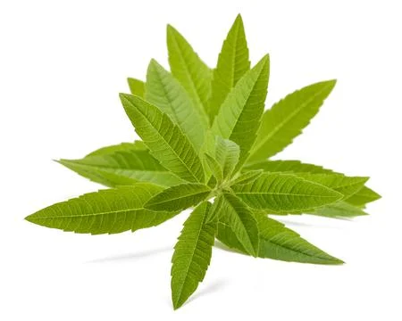 Lemon verbena Stock Photos