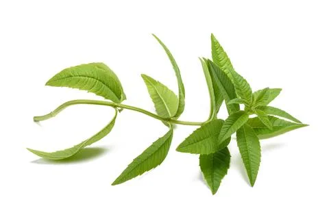 Lemon verbena Stock Photos