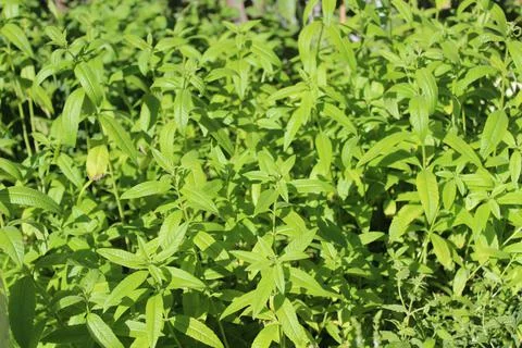 Lemon verbena Stock Photos