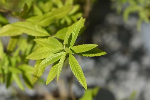 Lemon verbena Stock Photos