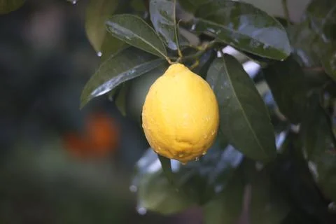 Lemon with water drops Foto stock