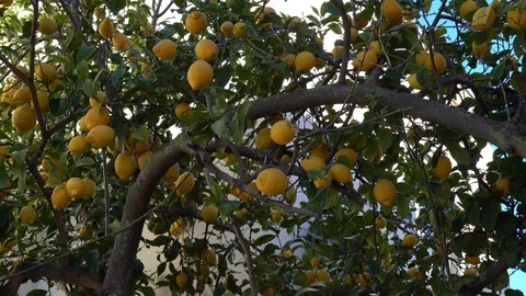 Lemone tree tracking Stock Footage 125472262