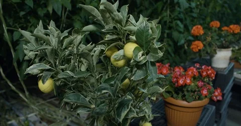 Lemones in the greenhouse Video stock 80147697