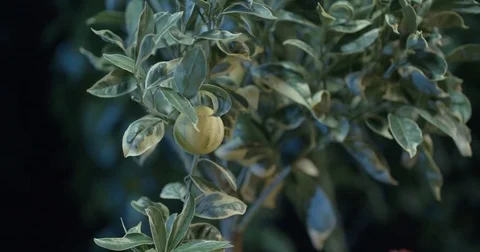 Lemones in the greenhouse Video stock 80149029