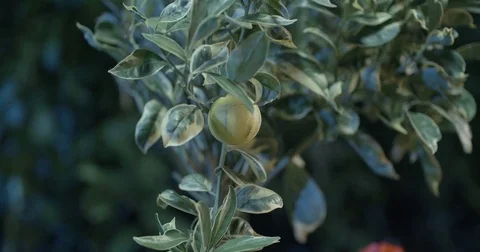 Lemones in the greenhouse Video stock 80151131