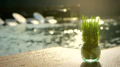 Lemongrass against Pool background Stock Footage 64722574