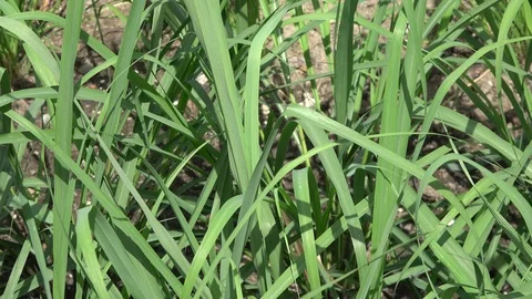 Lemongrass also called Cymbopogon Stock-Footage 111317841