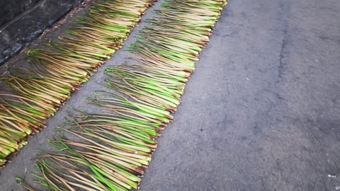 Lemongrass drying process on La Nga Bridge in Vietnam during the morning Stock Footage 336503075