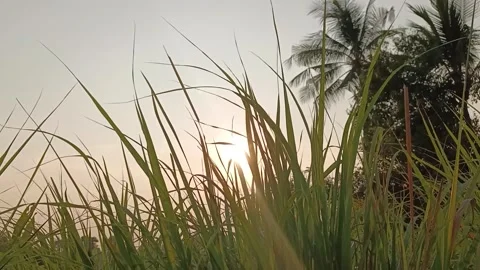 The lemongrass fields shake with the breeze in the rice fields Stockbeeldmateriaal 328403343