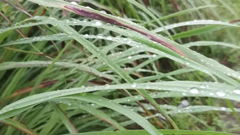 Lemongrass Video stock 234369293