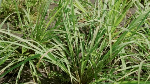 Lemongrass in the garden Stock Footage 138960648