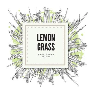 Lemongrass hand drawn vector design label square shape, engraved stems of 스톡 일러스트
