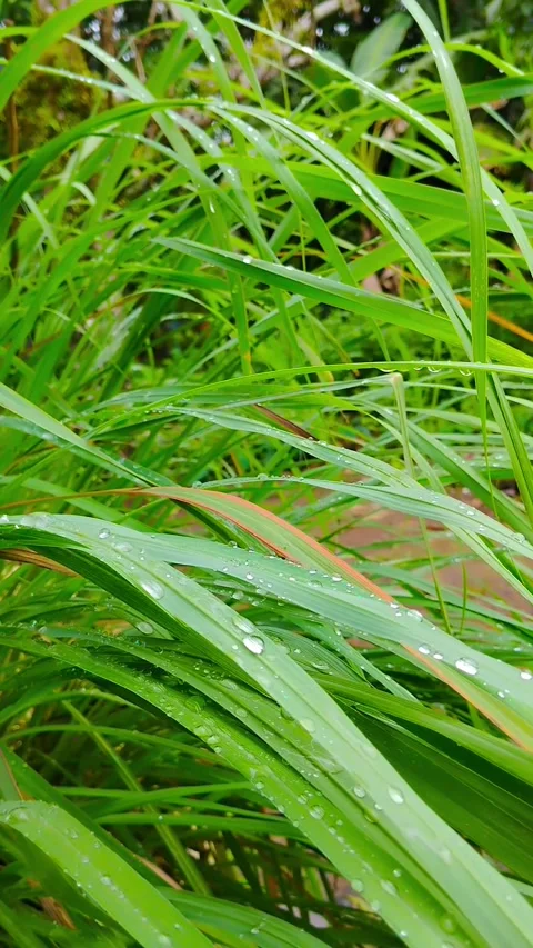 Lemongrass leaves blown by the wind Stock Footage 330057580