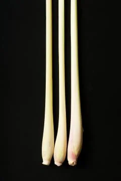 Lemongrass Stock Photos