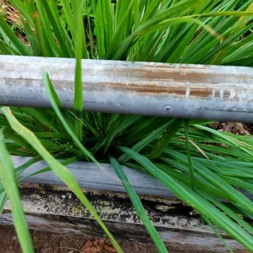 Lemongrass Stockfoto's