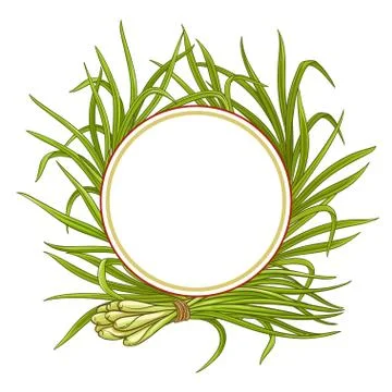 Lemongrass  plant vector frame Illustrazione stock