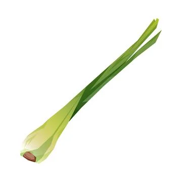 Lemongrass vector drawing イラスト素材
