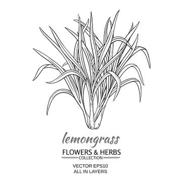 Lemongrass vector illustration Stock Illustration