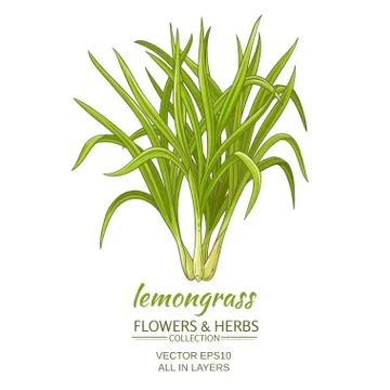 Lemongrass vector illustration Stock Illustration