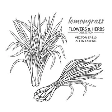 Lemongrass vector set Stock-Illustration