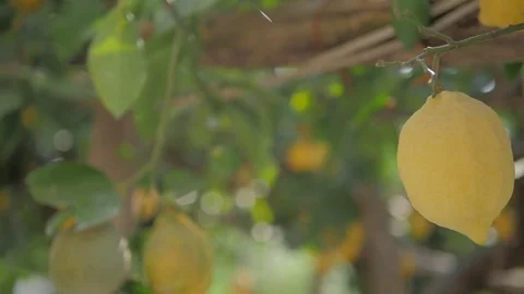 Lemons in Amalfi Coast Video stock 84270736