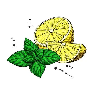 Lemons and mint vector drawing.  Hand drawn sliced fruit piece a Illustrazione stock