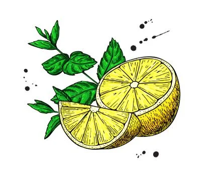 Lemons and mint vector drawing.  Hand drawn sliced fruit piece a Stock Illustration