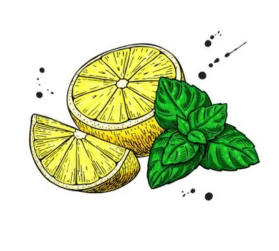 Lemons and mint vector drawing.  Hand drawn sliced fruit piece a Stock Illustration