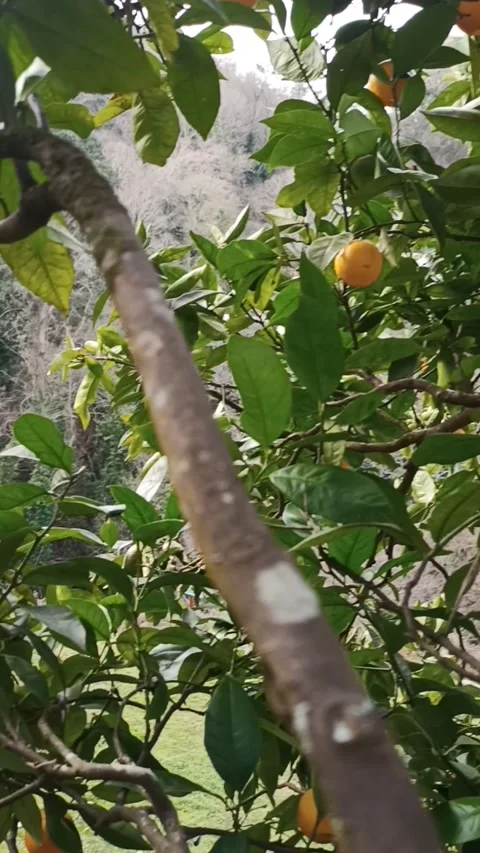 Lemons and tangerines on trees in a mountain village in early spring Stock Footage 236644332