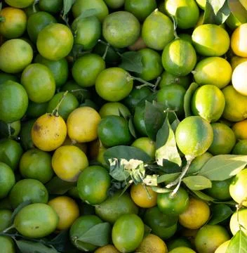 Lemons as background and texture Stock Photos