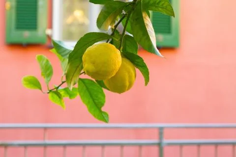 Lemons on Branch Closeup 스톡 사진