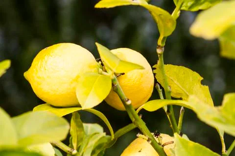 Lemons on the branches Stock-Fotos