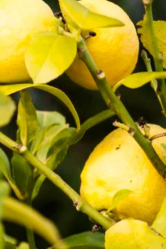 Lemons on the branches Stock Photos