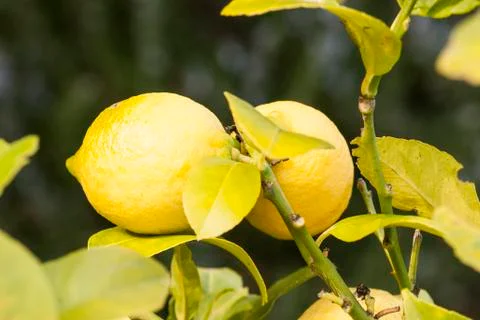 Lemons on the branches Stock Photos