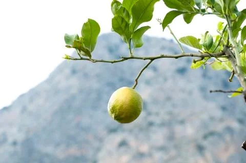 Lemons on the branches Fotos de archivo