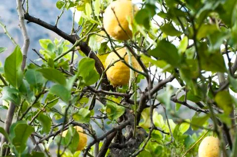 Lemons on the branches Stock-Fotos