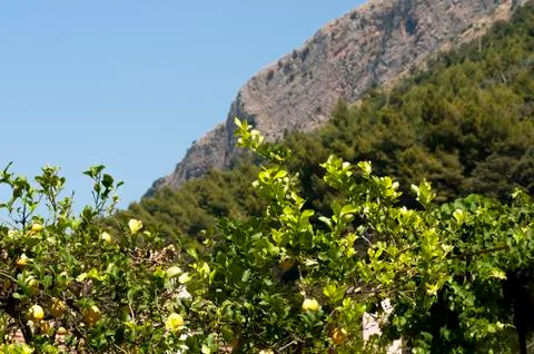 Lemons on the branches Stock Photos