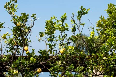 Lemons on the branches Photos