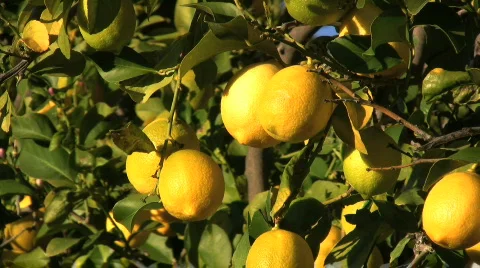 Lemons in California 스톡 동영상 691613