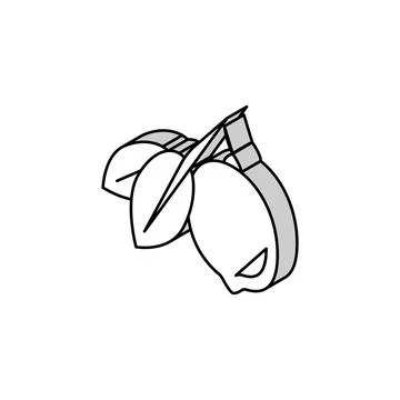 Lemons citrus with leaf isometric icon vector illustration Stock Illustration