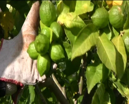 Lemons Video stock 601992