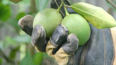 Lemons Stock Footage 34405709