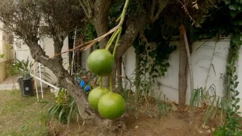 Lemons Video stock 242781385