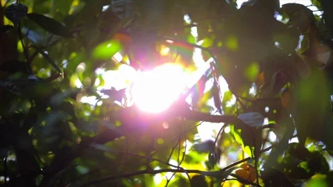 Lemons growing on a lemon tree. Stock Footage 88406582