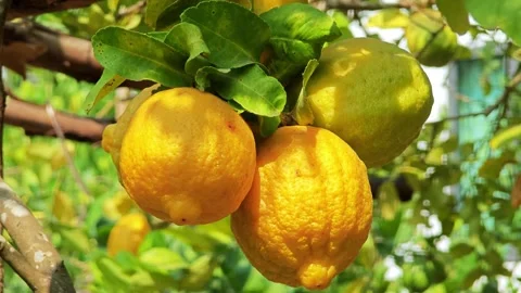 Lemons growing on lemon tree. Stock Footage 305772078