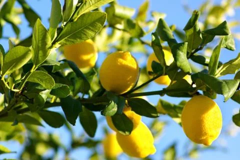 Lemons growing on lemon tree Stock Photos