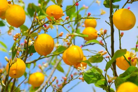 Lemons growing on lemon tree Stock Photos