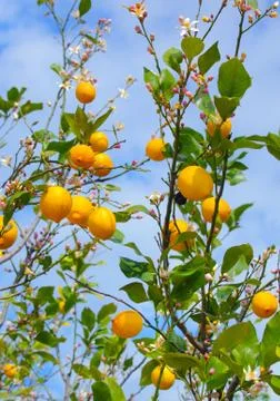 Lemons growing on lemon tree Stock Photos